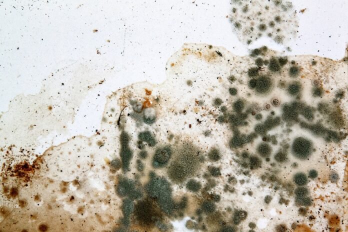 What Is Mold, And Why Is It Important To Test For It