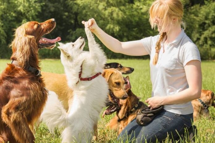 The Essentials of Dog Training: Building a Strong Bond