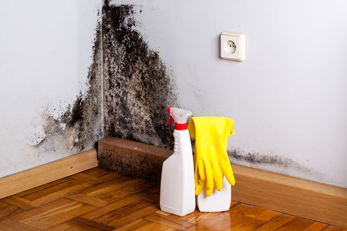 Black mold in the corner of room wall